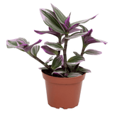 Τηλέγραφος – Tradescantia albiflora nanouk